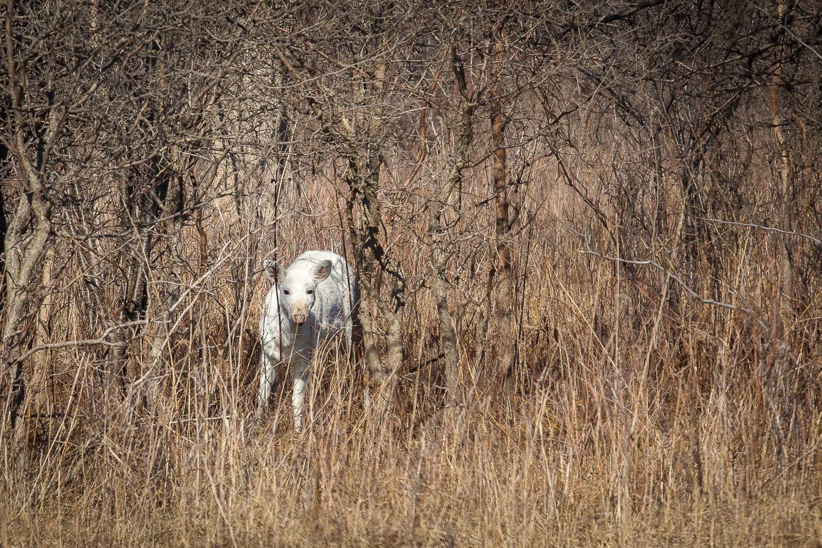 Seneca White Deer Alone