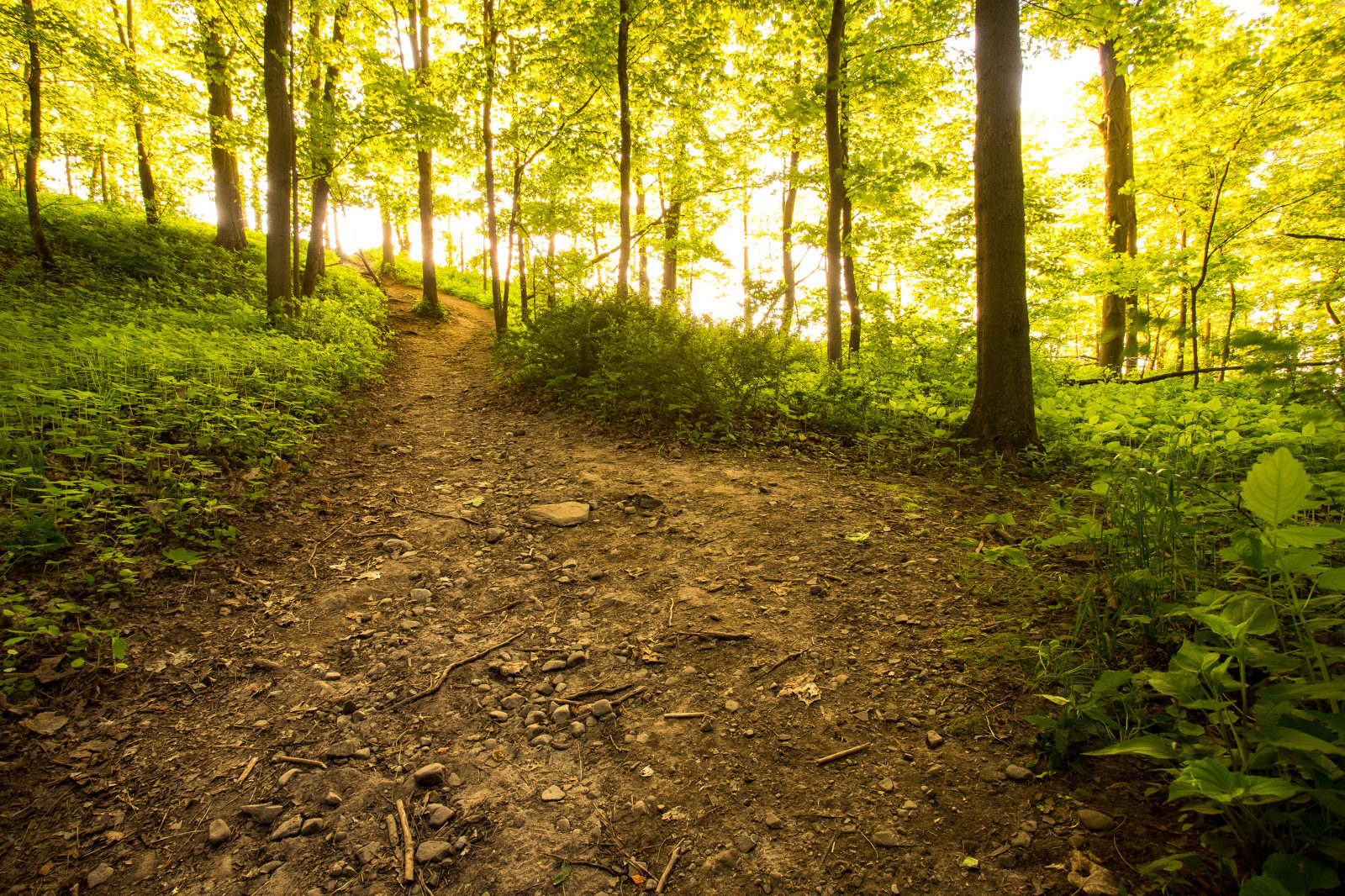 Forests, Fields & Woods Earth Through The Lens